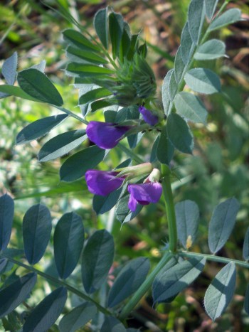 Vicia sp. da identificare